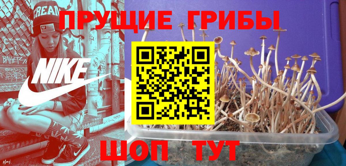 Псилоцибиновые грибы прущие грибы  Вход с VPN  Вязьма 